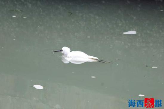 小白鹭筋疲力尽,翅膀无力张开。