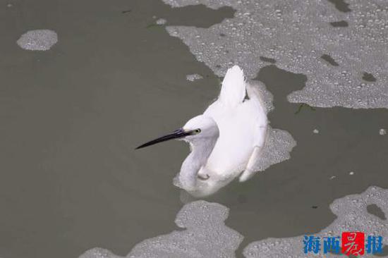 一只小白鹭正在筼筜湖水闸口附近捕食小鱼，突然，它的爪被水中渔网缠住了，落入水中，怎么都无法挣脱。