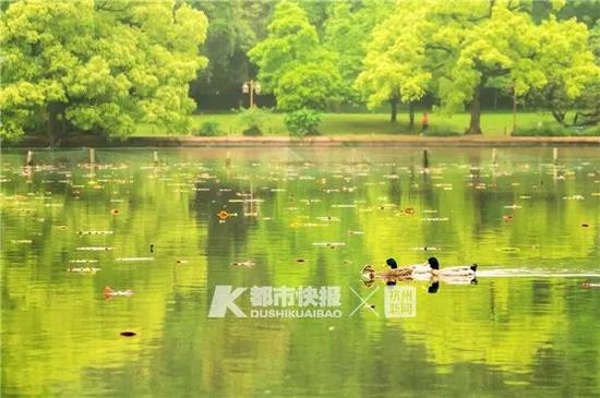 暮春时节 快拍小友“全力少年” 摄