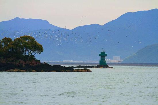 图为宁海湾千鹭齐飞画面。吴立高摄