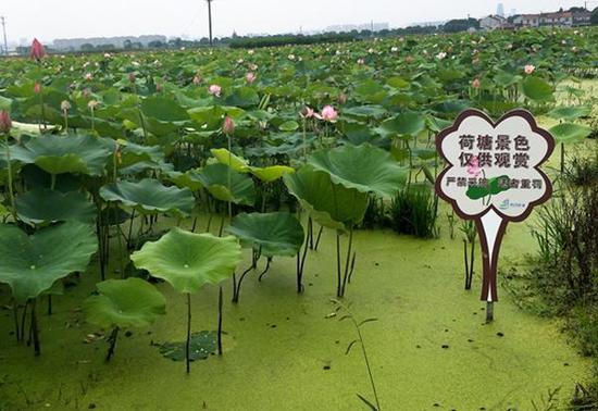 甬江街道外漕村