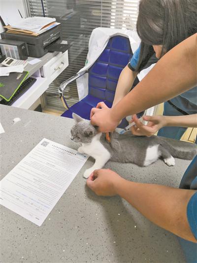 一只宠物猫正在接受疫苗接种。(徐展新摄)