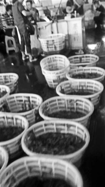 死虾在这里专收专卖。