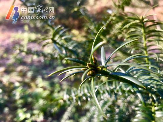 香榧结果