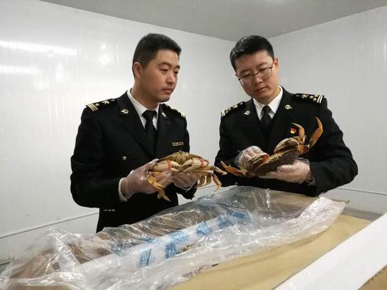 (图为:宁波机场海关关员正在对进口珍宝蟹进行查验。张家声摄)