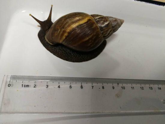 图为非洲大蜗牛。 甬检提供