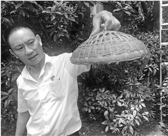 杨师傅手上拎着爬满蜜蜂的特制竹篮
