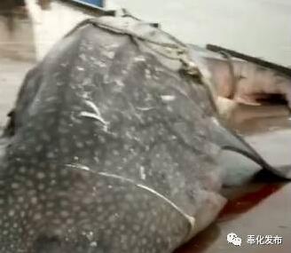 奉化渔船误捕8米长大鲸鲨 已送往上海海洋大学供研究