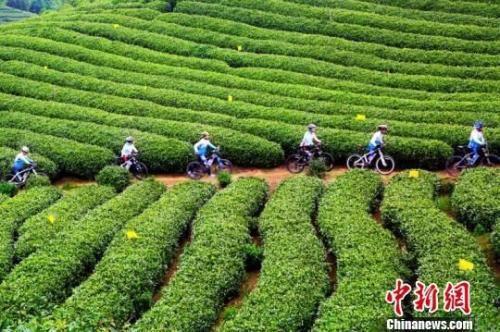 图为松阳大木山骑行茶园。 高晓苗摄