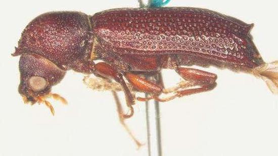 宁波口岸首次从进口废金属中截获双钩异翅长蠹