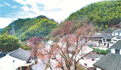 宁波探索出打开两山转化通道20招 乡村振兴产