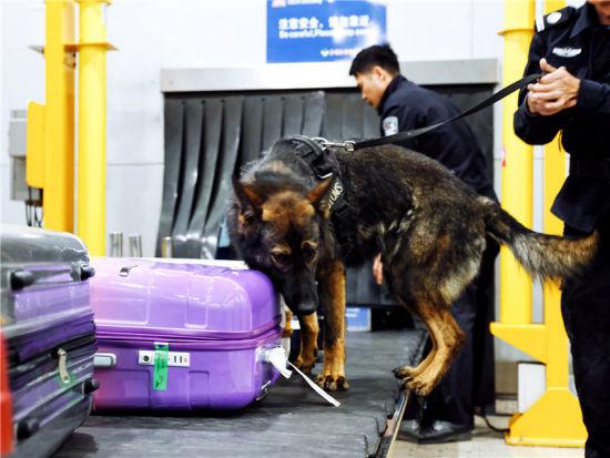 图为新年新犬上新岗 甬关 摄