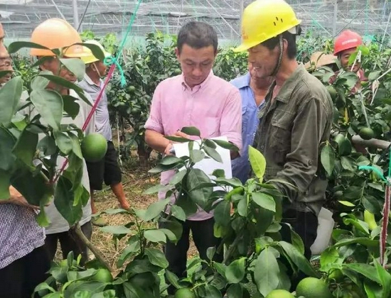 柑橘苗期种植技术,柑橘苗期种植技术要点