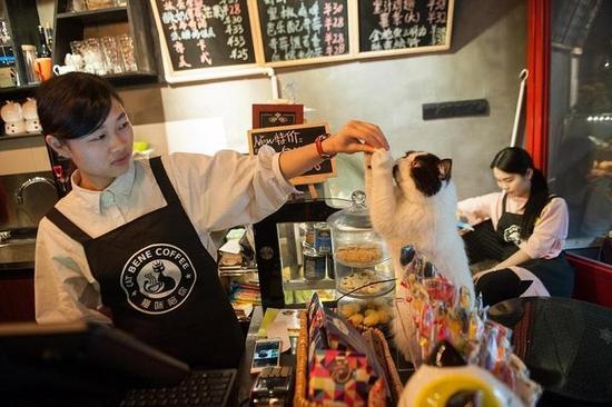 喝着咖啡逗着猫咪 鄞州有一家喵星人咖啡馆