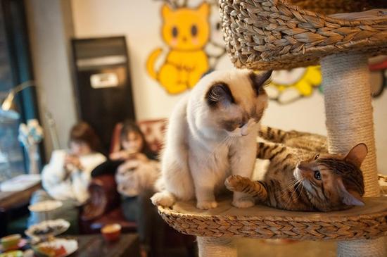 喝着咖啡逗着猫咪 鄞州有一家喵星人咖啡馆