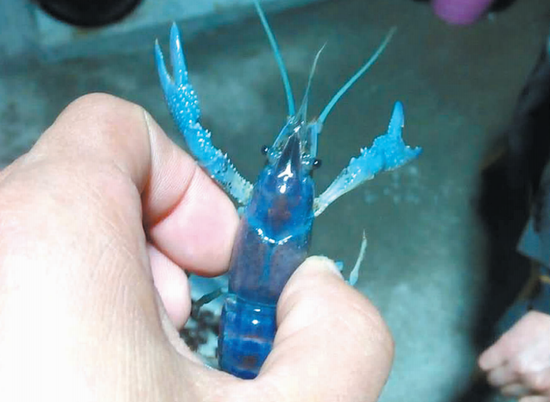 蓝色小龙虾