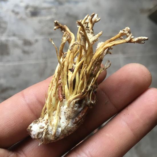 余姚山上现疑似冬虫夏草蝉花 提醒:切莫盲目食用_新浪宁波_新浪网