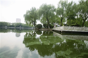 月湖湖水泛绿,水面还漂着一层杂质