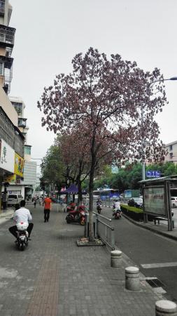 天童路上“受伤”的香樟与旁边郁郁葱葱的健康树形成颜色对比