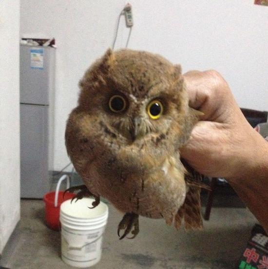 呆萌小猫头鹰误闯余姚一户市民家 已送至宠物医院_新浪宁波_新浪网