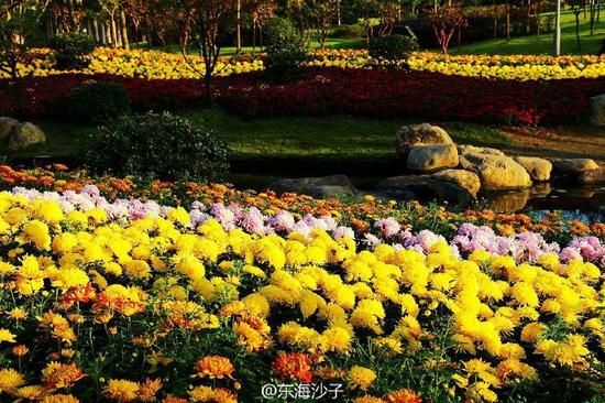 日湖公园展出2.4万株菊花 持续开花至11月底_新浪宁波_新浪网