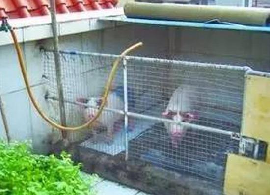 宁波一小区有人在阳台养猪 求邻居心理阴影面积