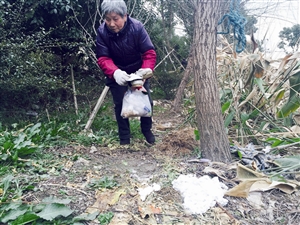 老太太戴着手套,把河边垃圾捡起来装塑料袋里