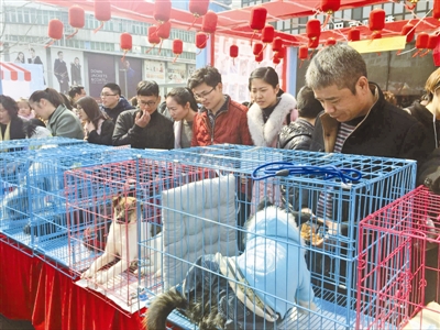 志愿者组织爱心领养动物活动 26只流浪狗找到