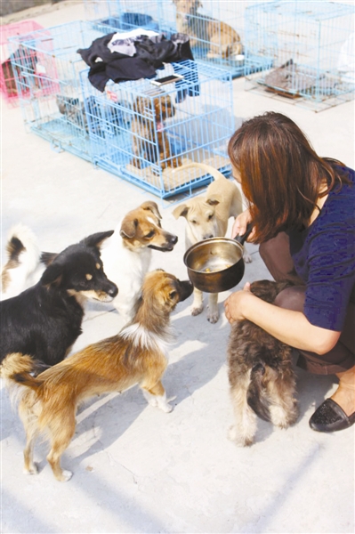 志愿者组织爱心领养动物活动 26只流浪狗找到