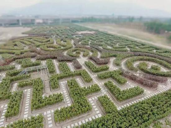 风靡世界的植物迷宫即将亮相宁波 在荪湖度假区内