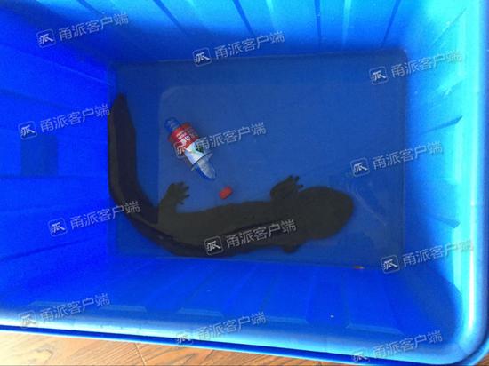 (大鲵长近一米)