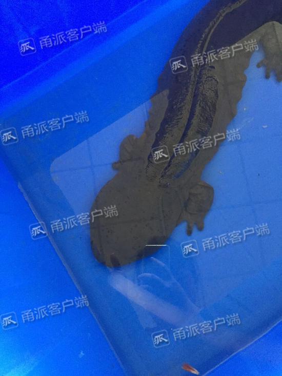 (大鲵长近一米)