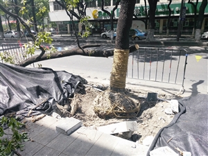 一棵被处理好的香樟树靠在另一棵上
