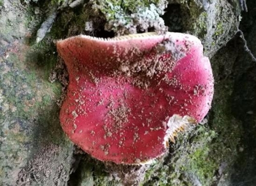 正红菇