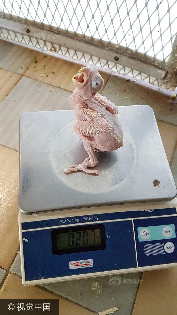 拳交日本孕妇