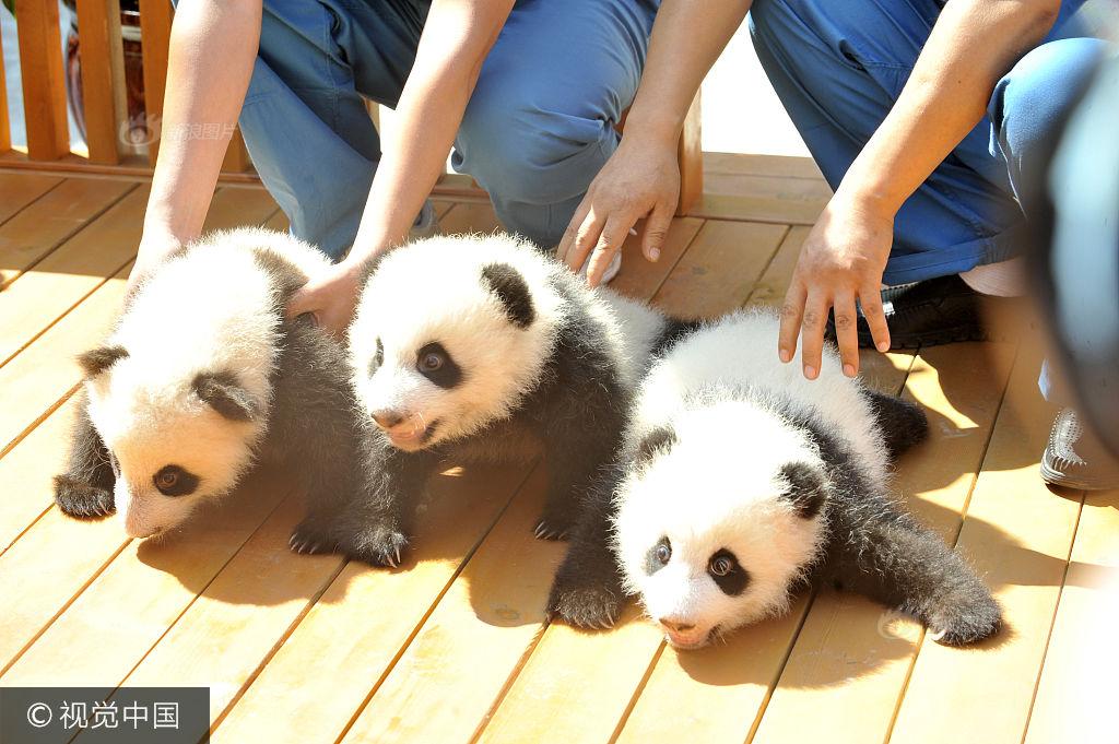 女生长开腿让人桶个不停