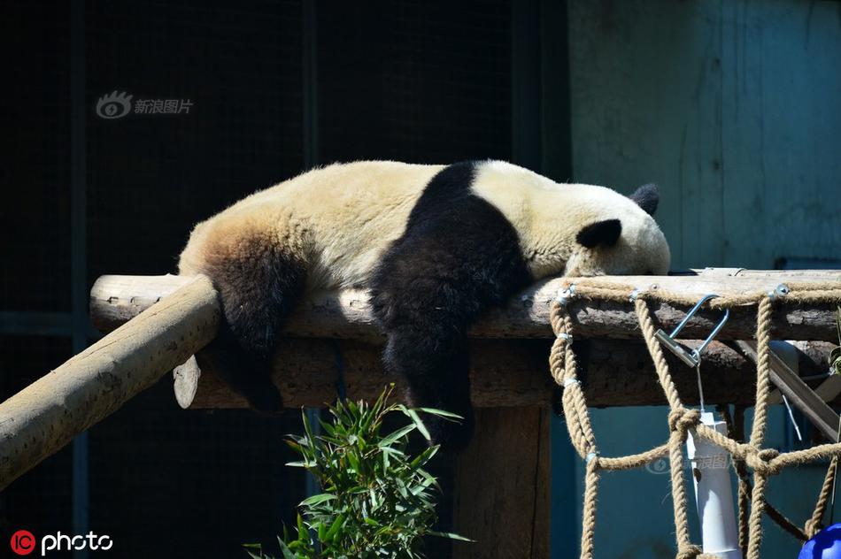 叼嘿软件