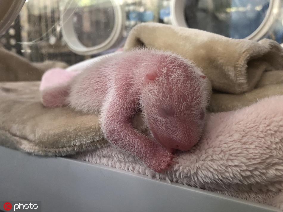 中国女明星黄片