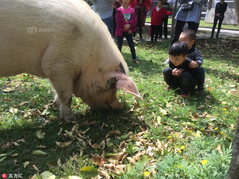 黄片免费观看。