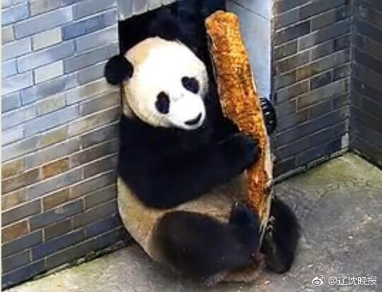 三级片夫妻