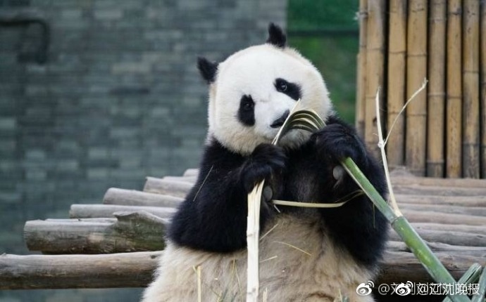 欧美特级黄色录相