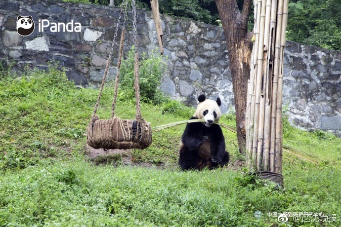 中国熟女推油按摩偷拍