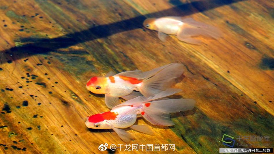 免費 成人 影視 網站