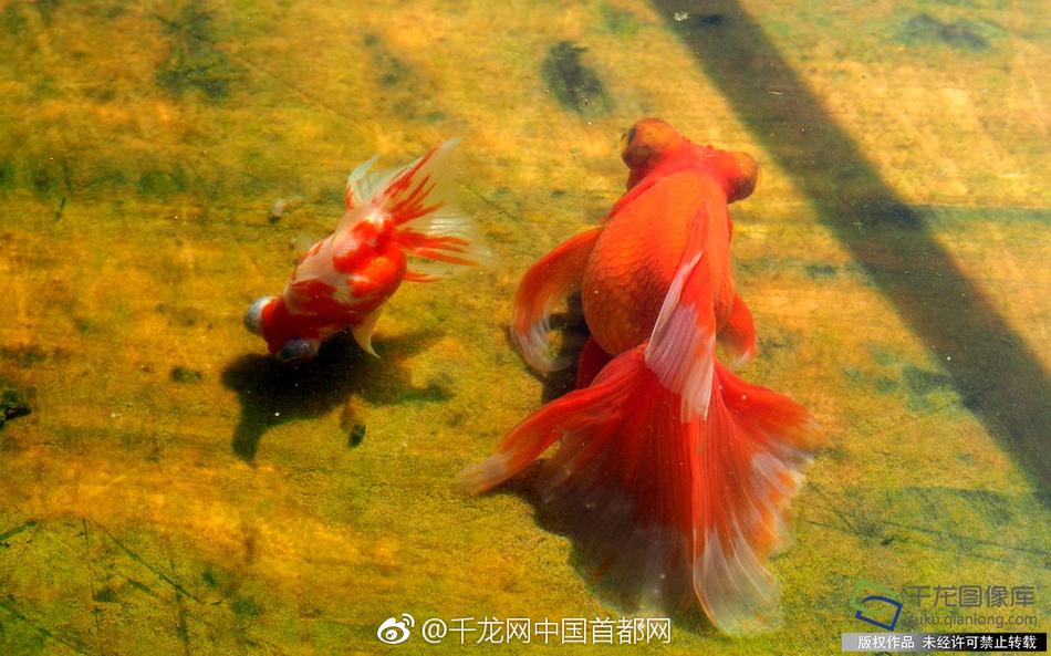 何兰人性爱视频