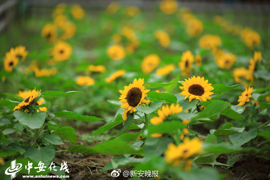 免费观看无需下载在线黄片