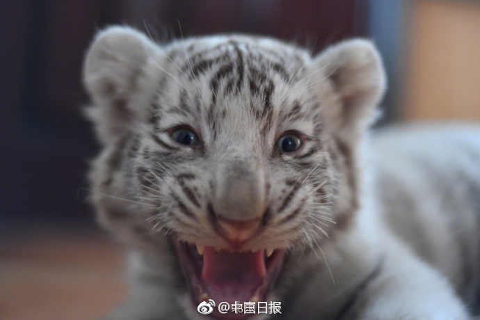 亚洲黄色激情视频