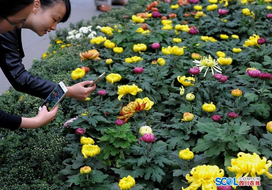 王语纯