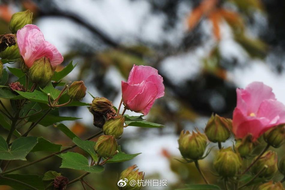 导航幸福宝app官网导入资源