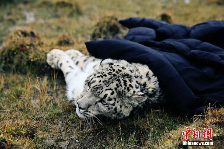 五月婷婷综合网