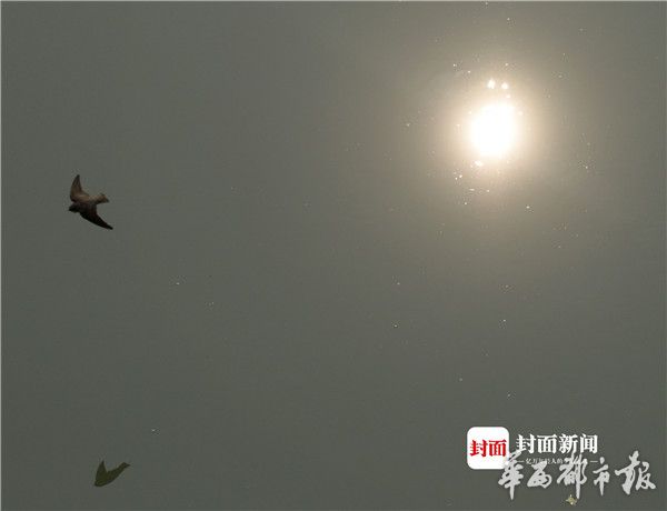 流星蝴蝶剑